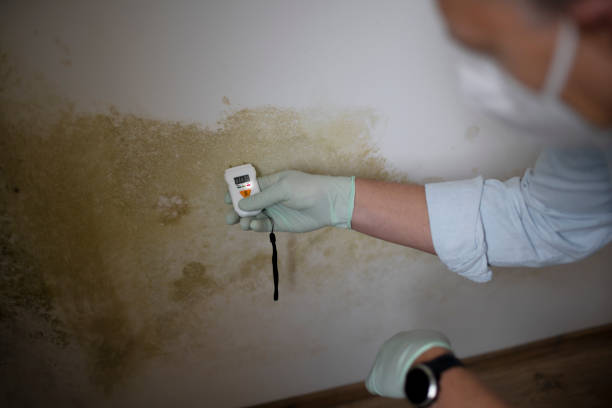 Best Mold Cleaning Services  in Berrien Springs, MI