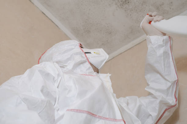 Best Attic Mold Removal  in Berrien Springs, MI
