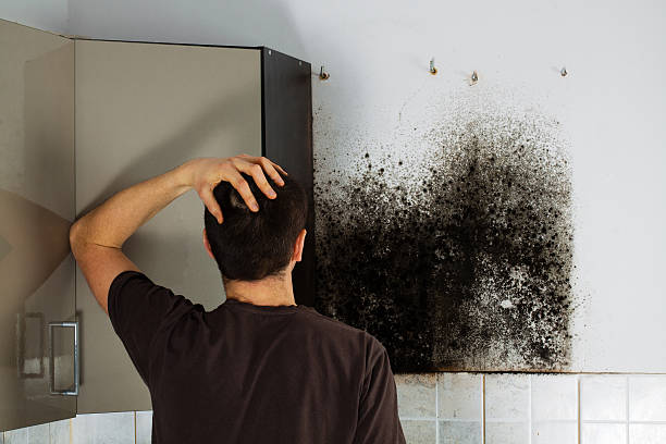 Best Mold Testing  in Berrien Springs, MI
