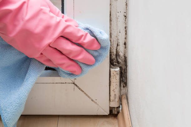 Best Attic Mold Removal  in Berrien Springs, MI